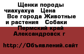 Щенки породы чиахуахуа › Цена ­ 12 000 - Все города Животные и растения » Собаки   . Пермский край,Александровск г.